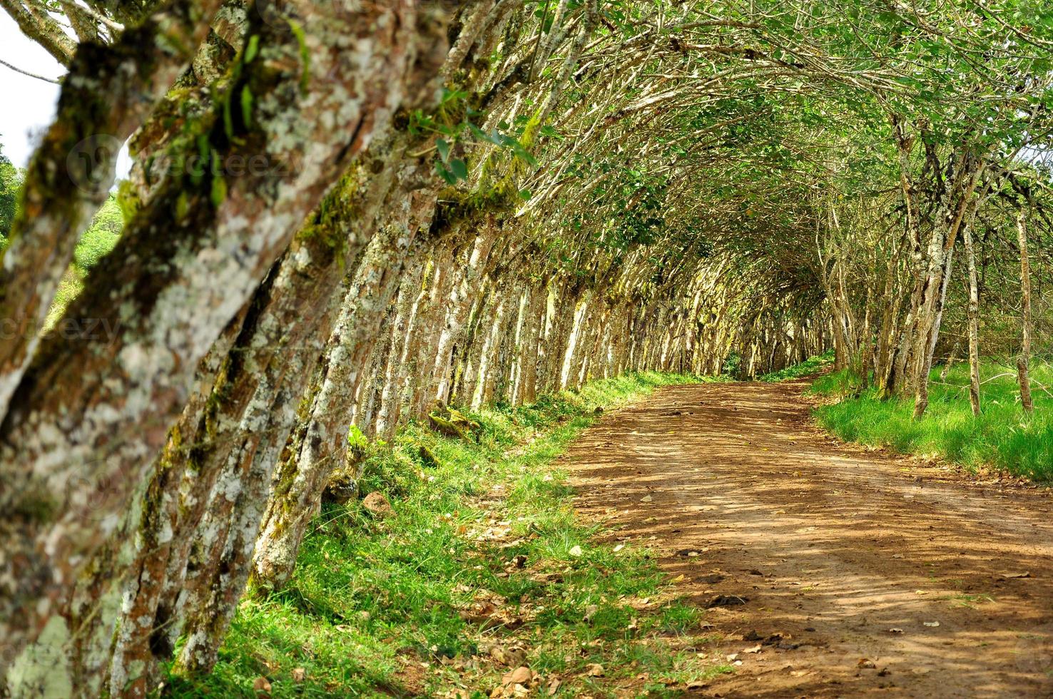 Trees and path photo