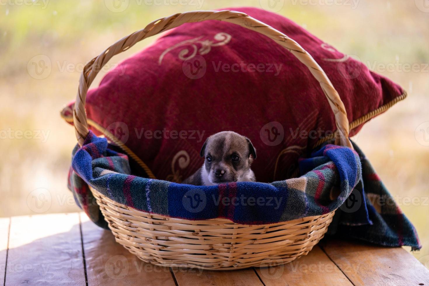 A Single puppy sitting in a wicker basket photo