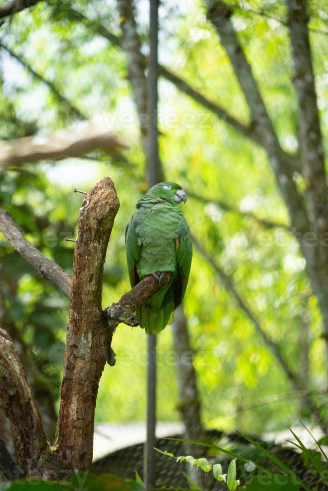 Green parrot on a branch photo