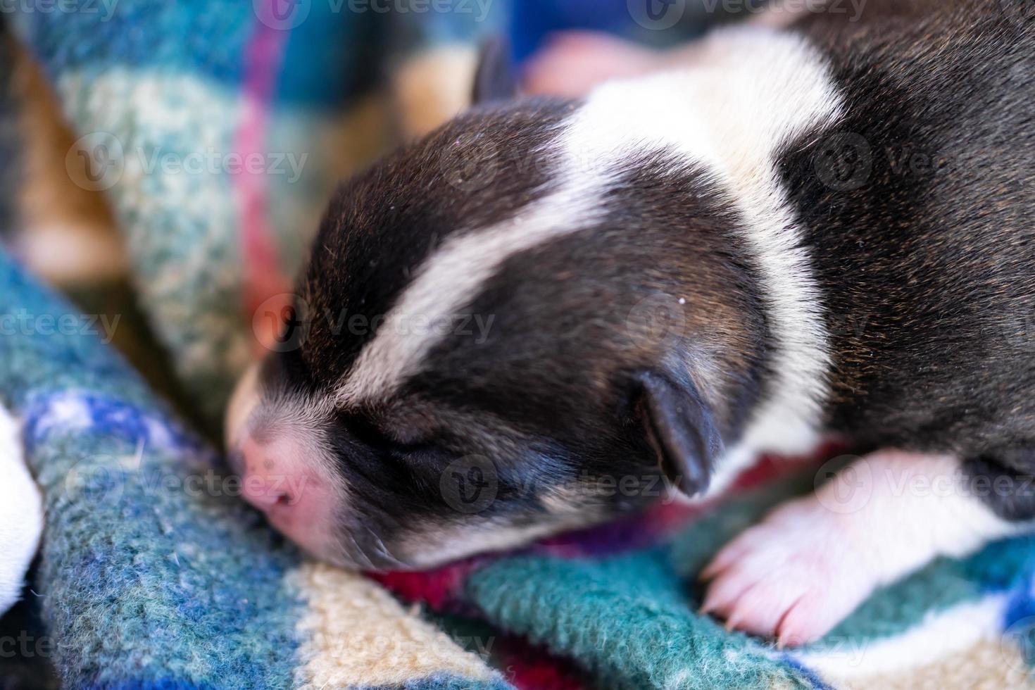 A two week old puppy photo