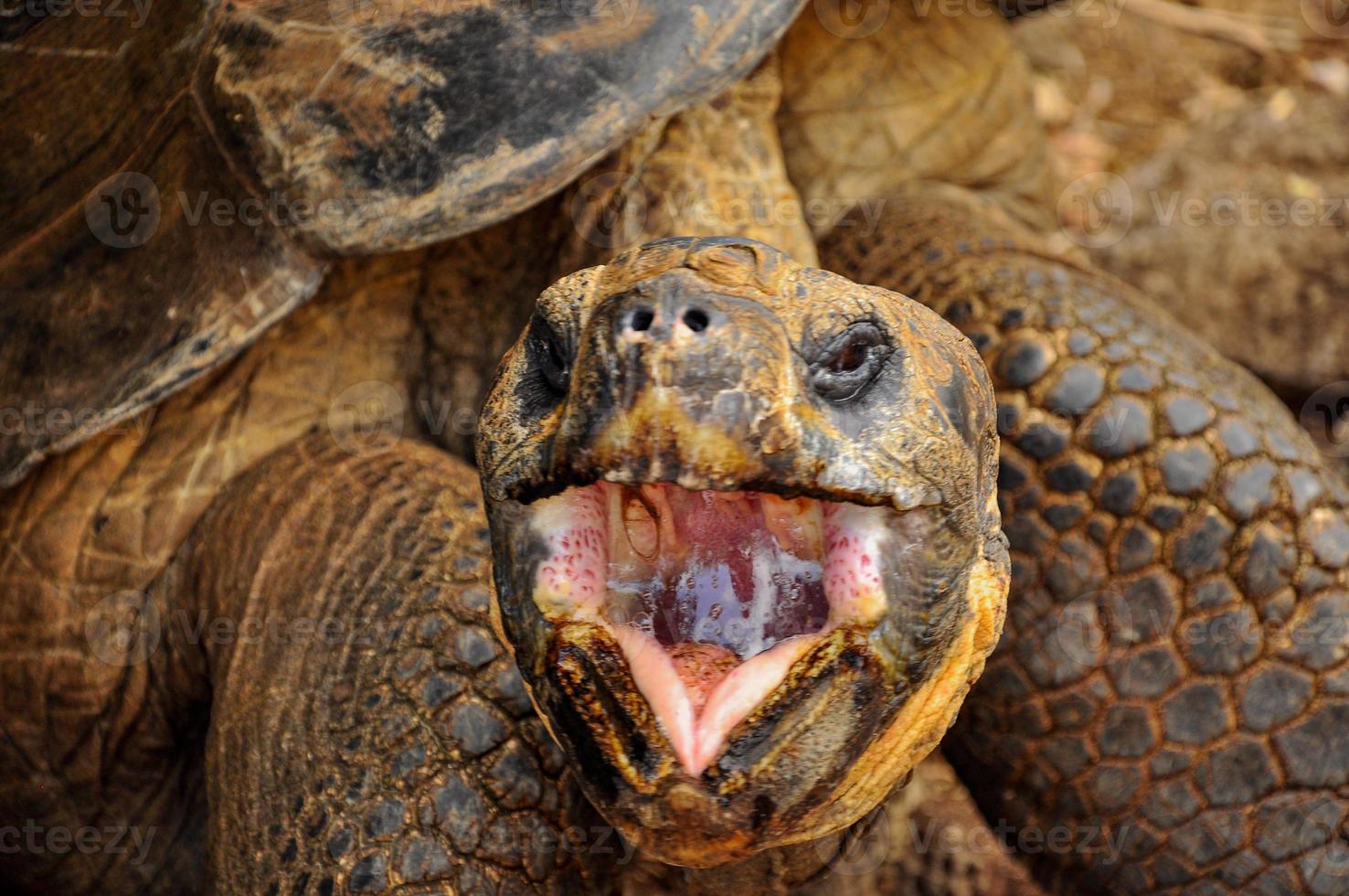 cabeza de tortuga con la boca abierta foto