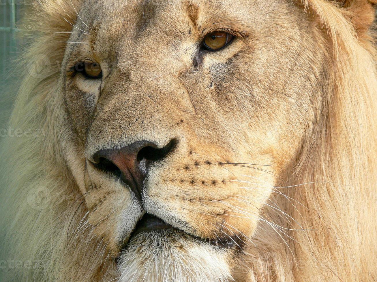 A majestic lion sitting on a wooden platform photo