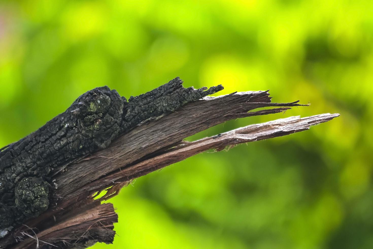 A tree trunk that has burned in the forest. An environmental photo