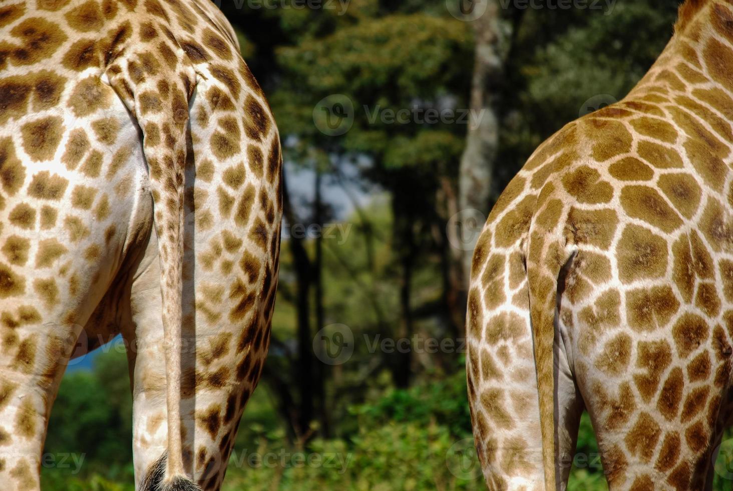 dos jirafas, africa foto