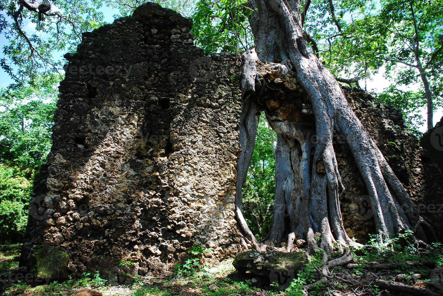 Gedi Ruins, Kenya photo