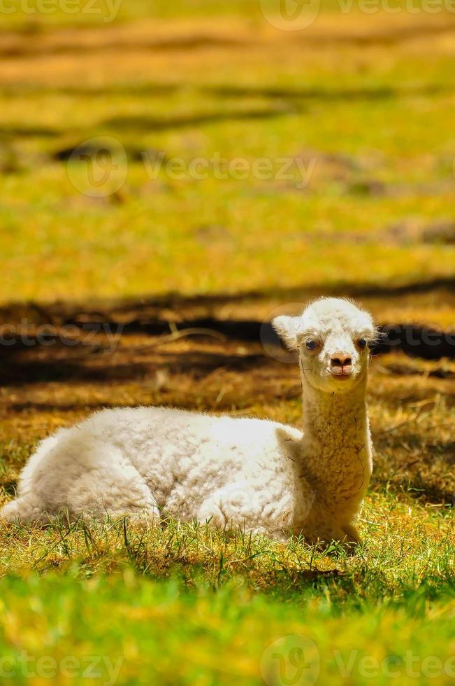 una alpaca sentada en el pasto foto