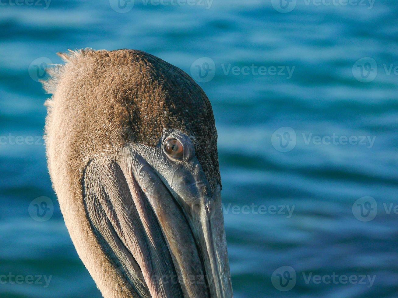 Pelican head Ecuador photo