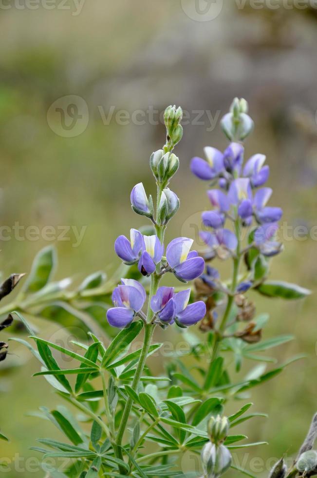 Wild Lupini from Ecuador photo