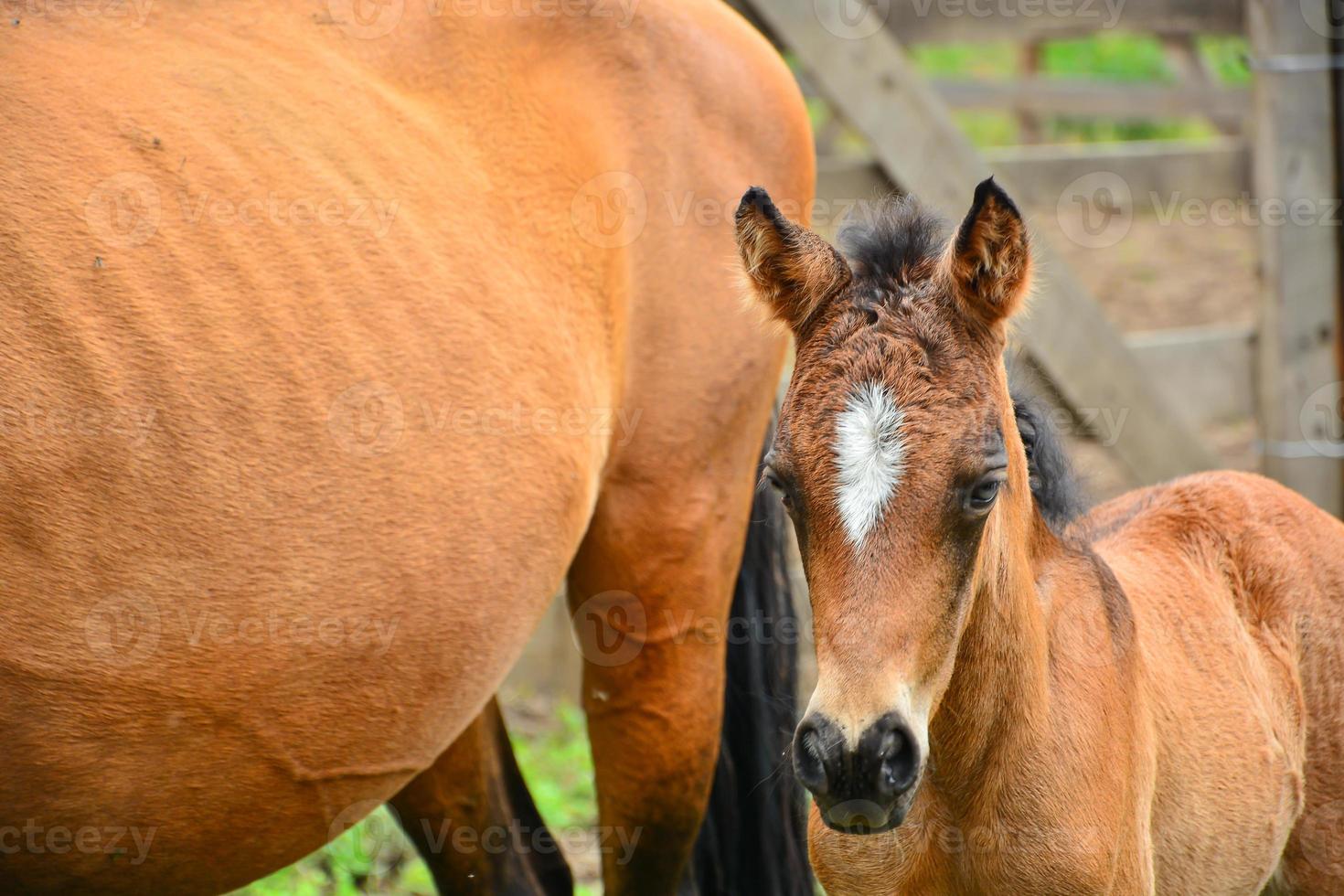 Mother and young horse photo