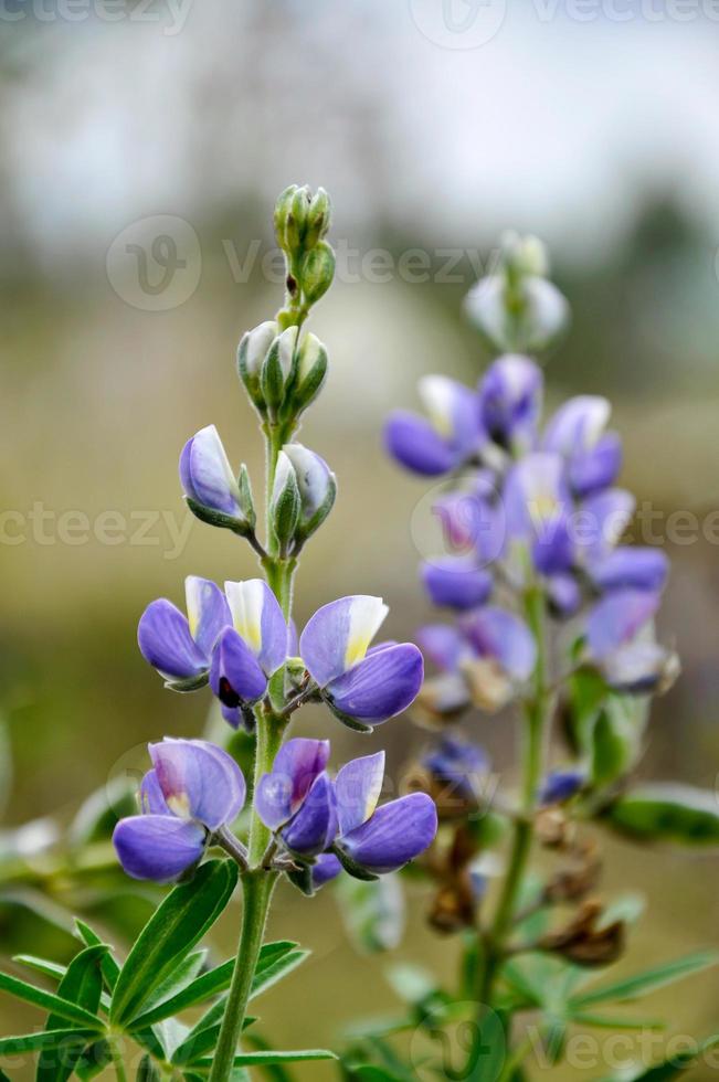 lupini salvaje de ecuador foto