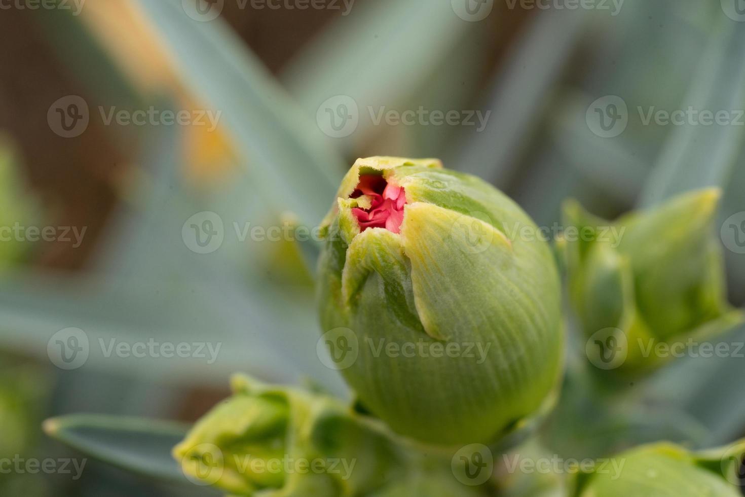 Carnation Bud macro photo