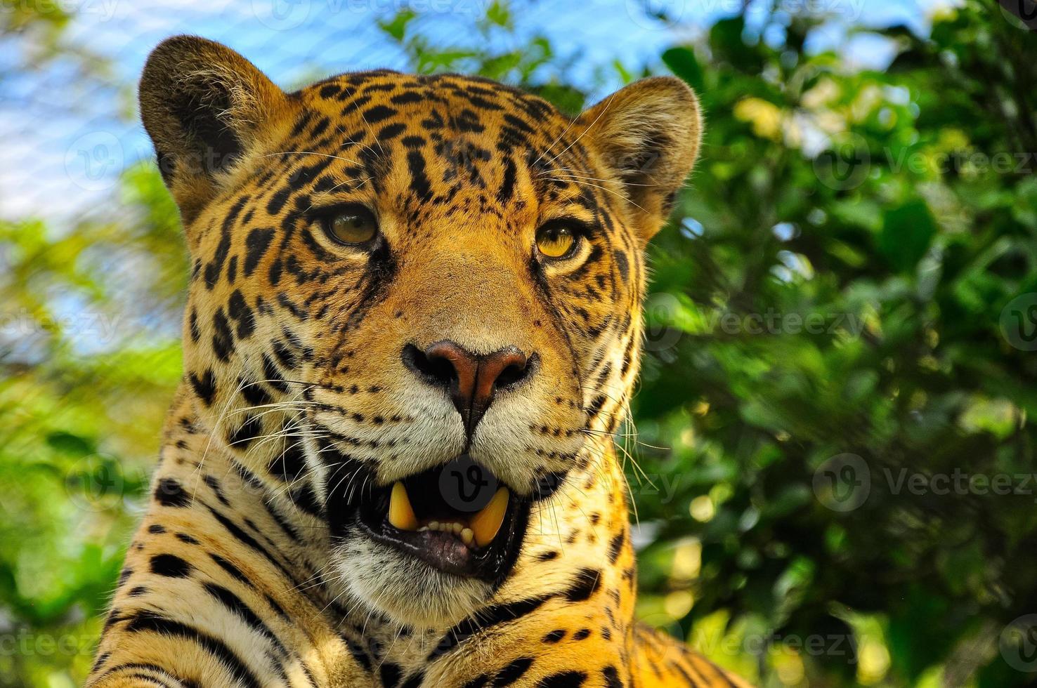 jaguar adulto, ecuador foto