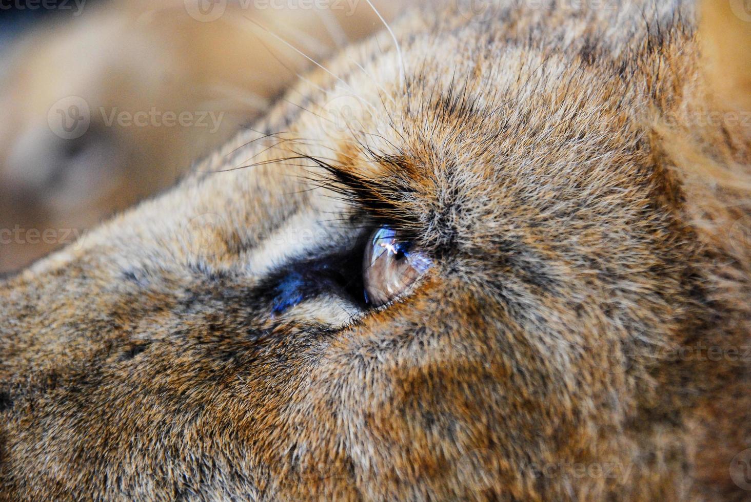 un ojo de león foto