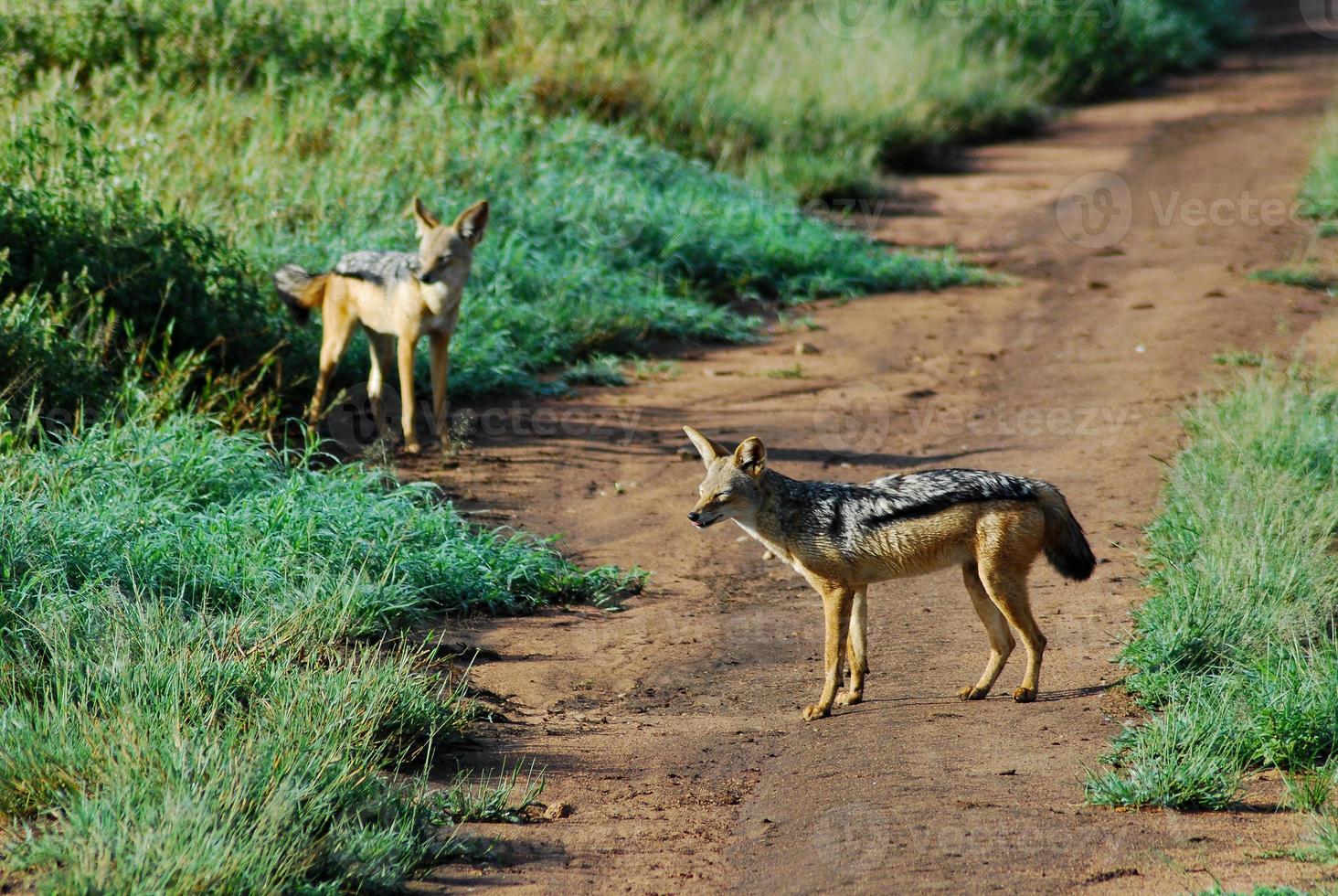 A pair of foxes on the path photo