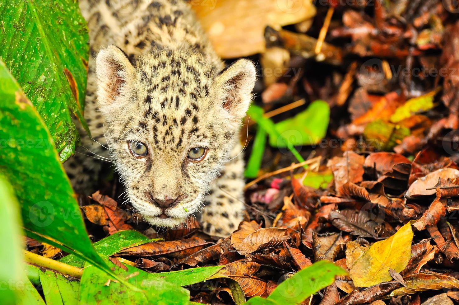 jaguar joven en la hierba foto