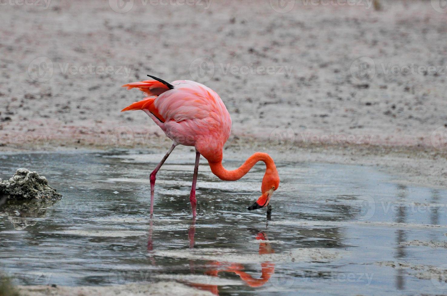Flamingos in water, Ecuador photo