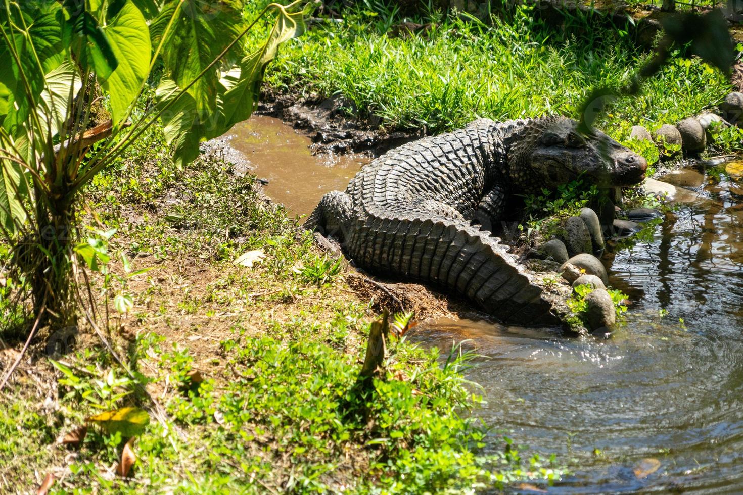 Very large reptile in the water photo