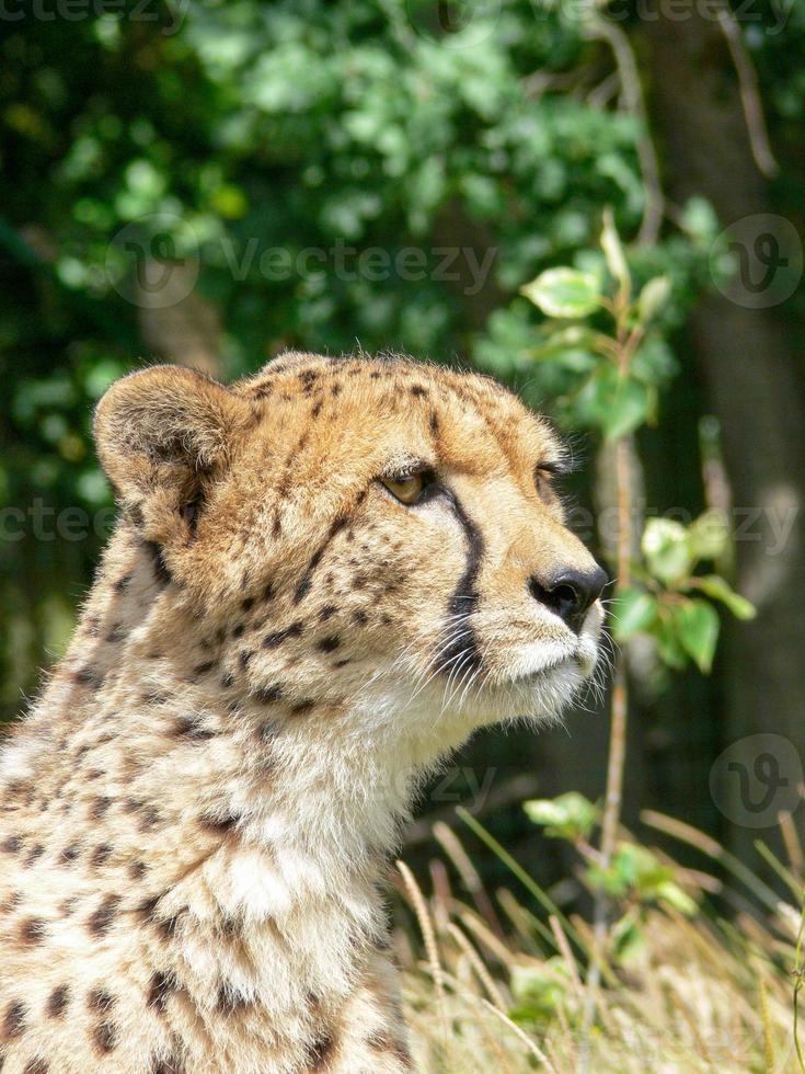 Cheetah in a zoo environment photo