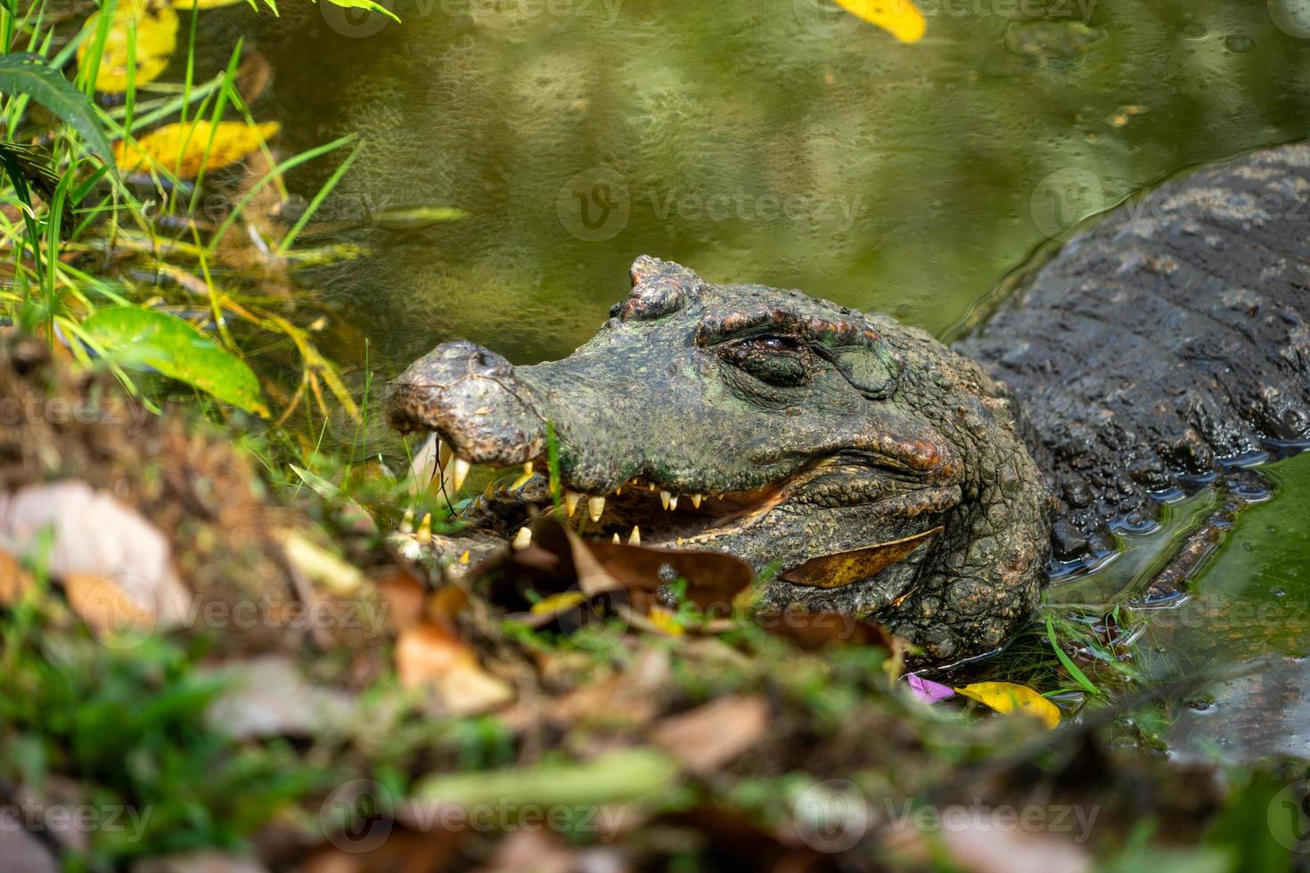 Un caimán a orillas de una laguna, Amazonia, Ecuador foto