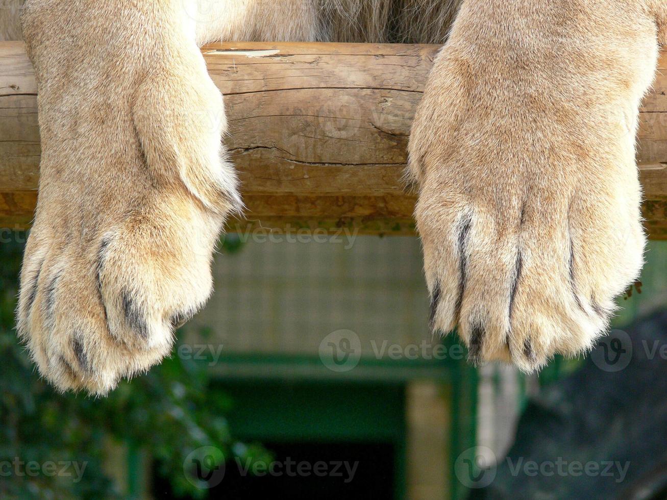 A majestic lion sitting on a wooden platform photo