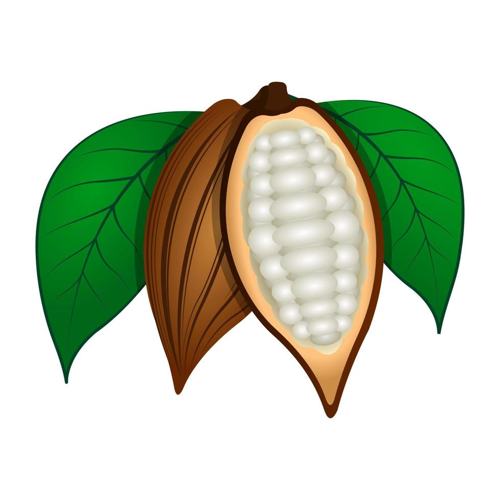 Cocoa beans isolated vector