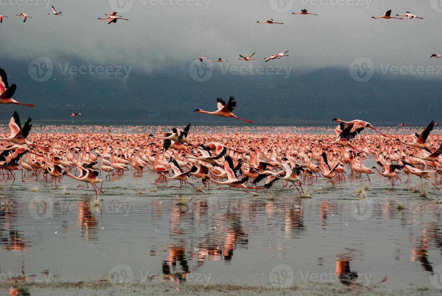 Flamingos at Lake Nakuru photo