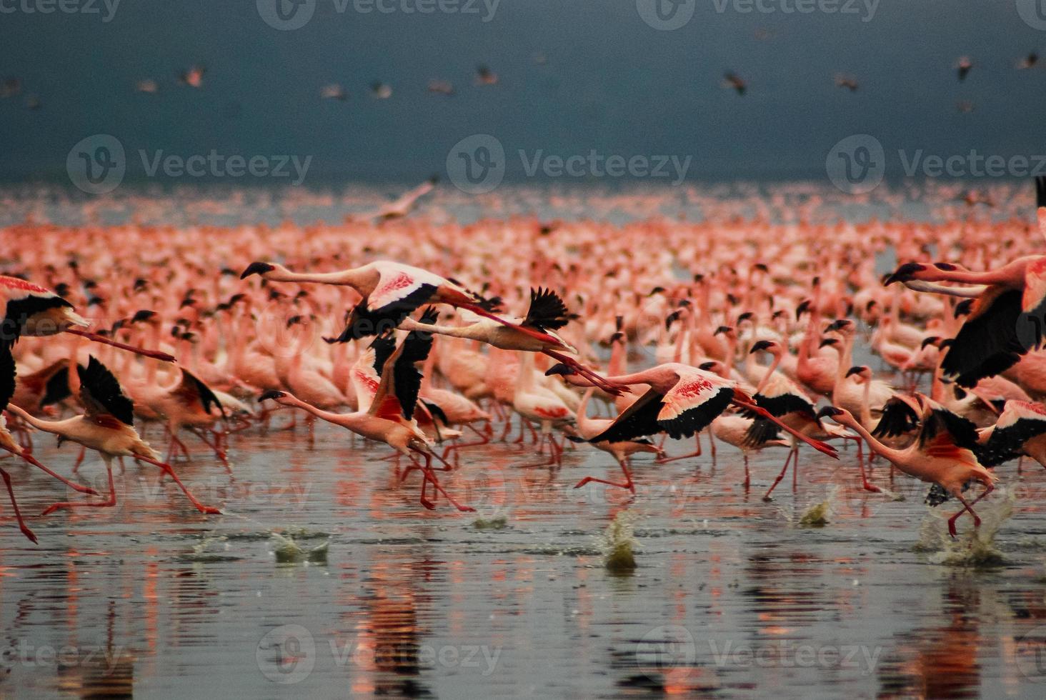 Flamingos at Lake Nakuru photo
