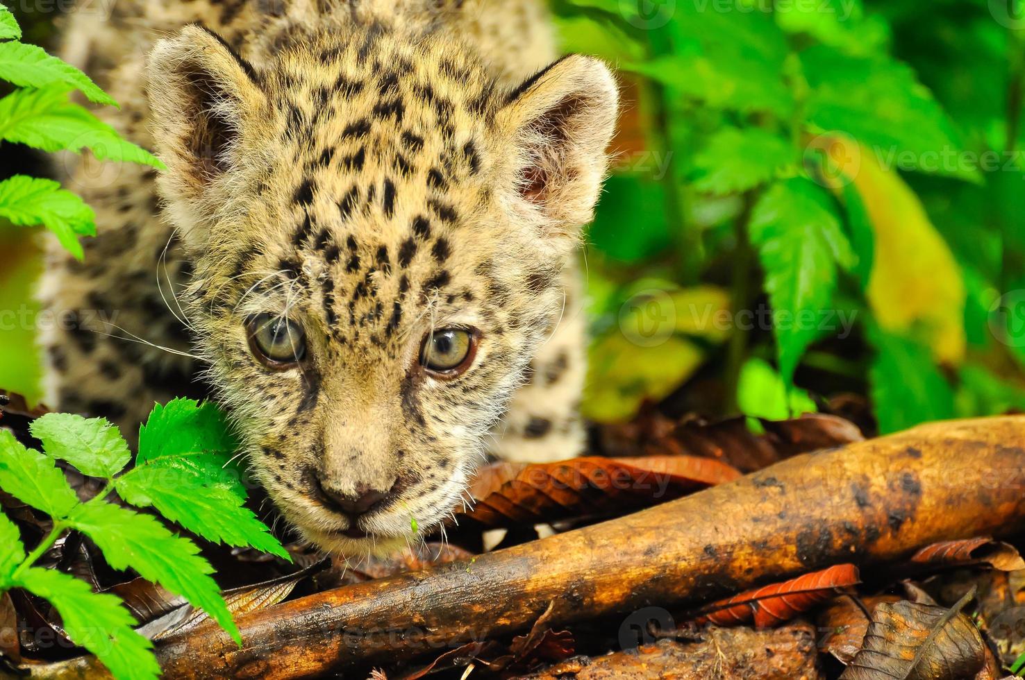A young jaguar in the grass photo