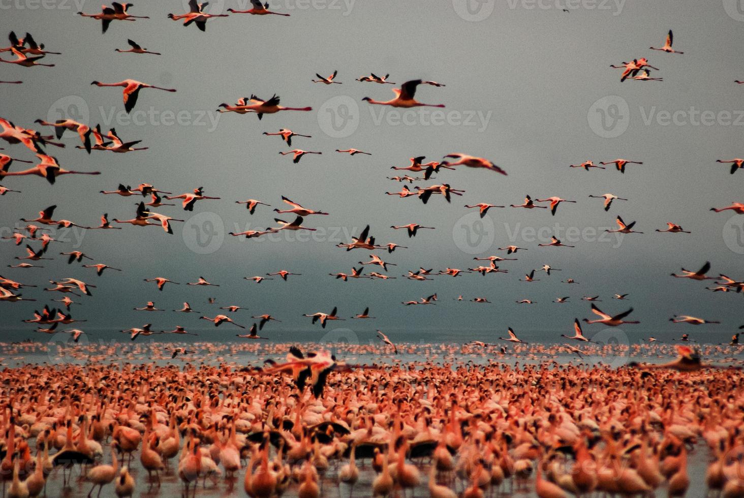 flamencos en el lago nakuru foto