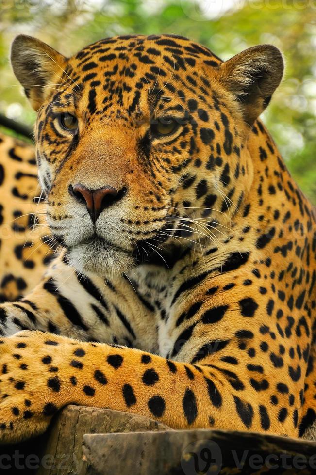 Adult jaguar, Ecuador photo