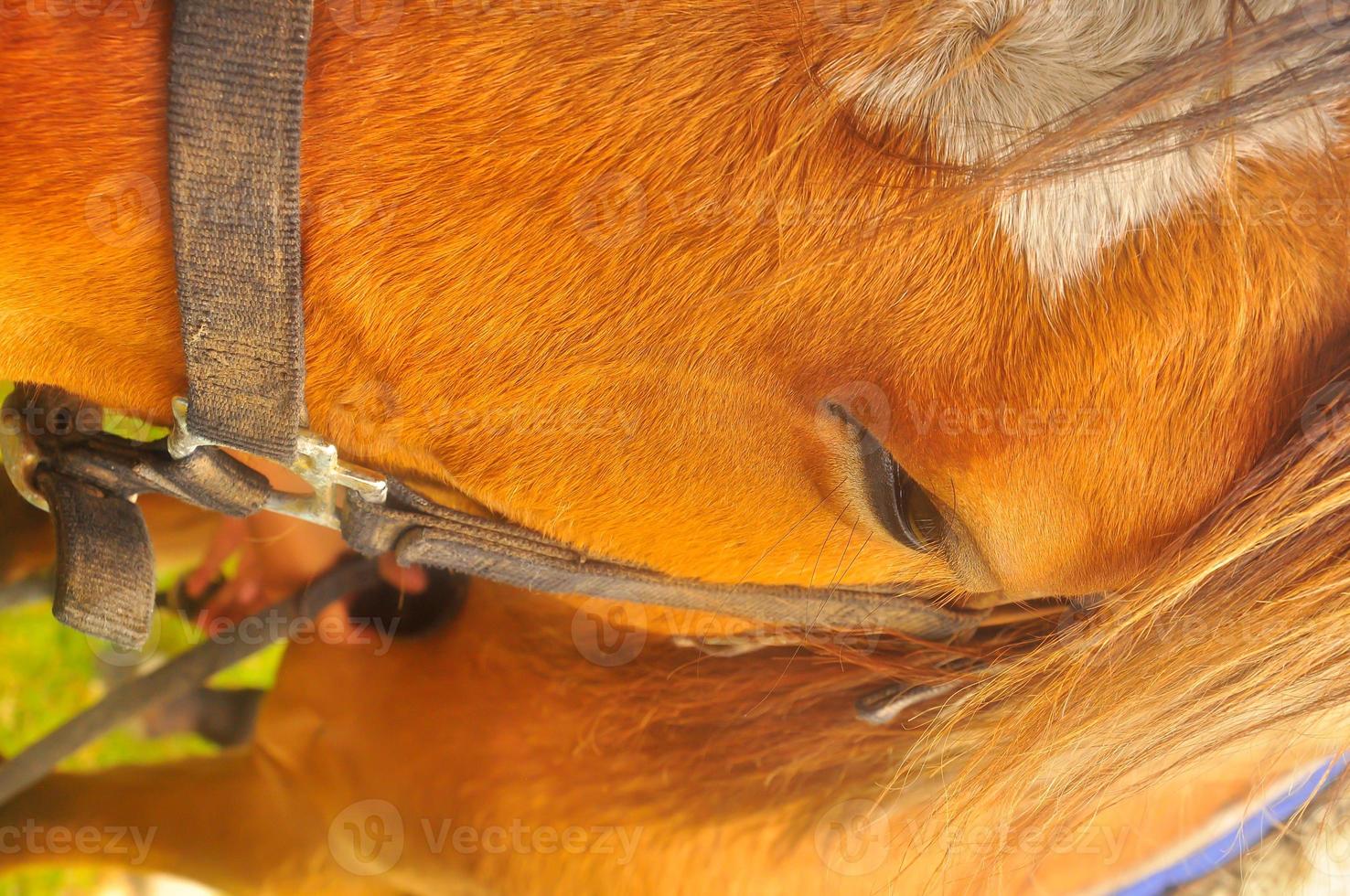 Close up of a horse head photo