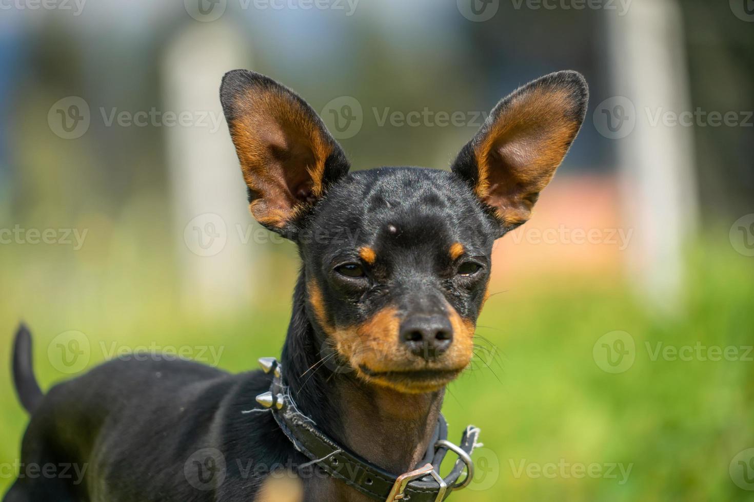 A young black chihuachua photo