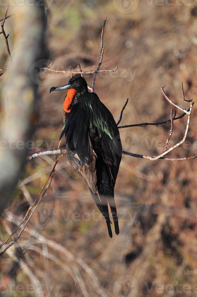 pájaro fragata sentado en el acantilado foto