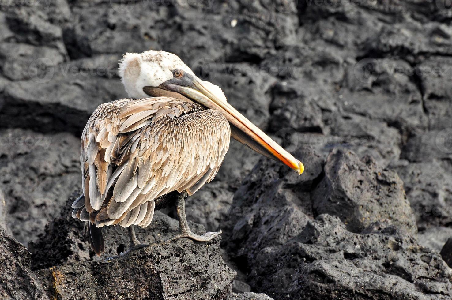 Pelican on the Rocks photo