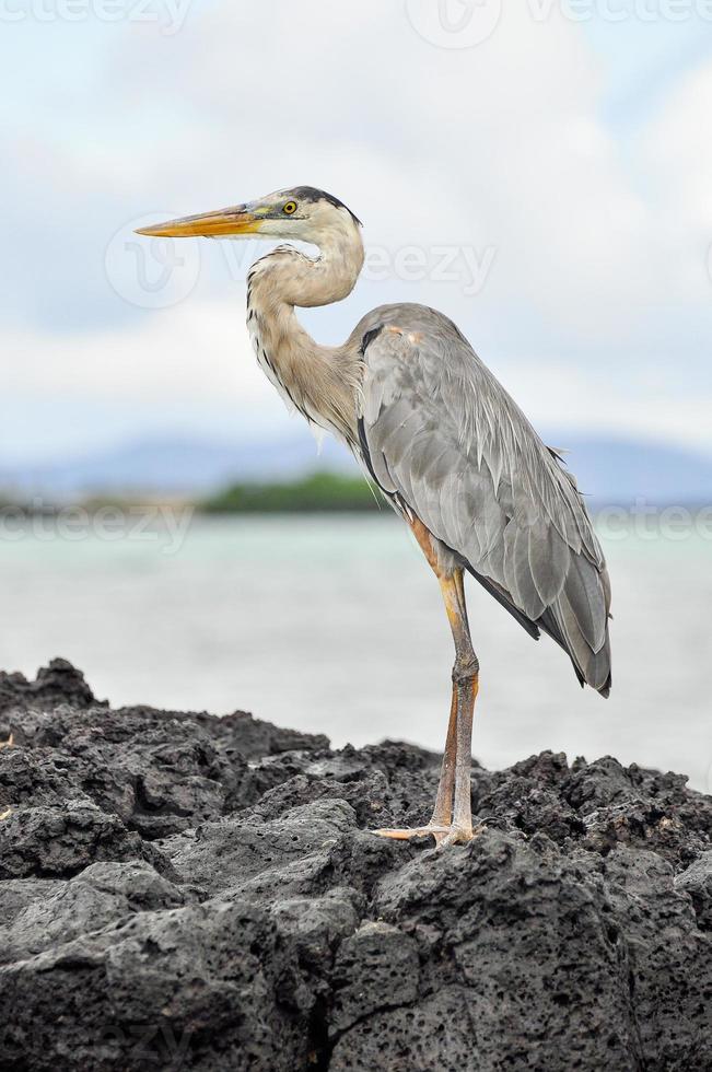 A heron on the rocks photo