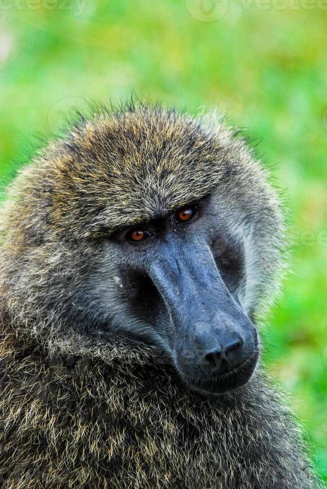 Baboon face, Africa photo