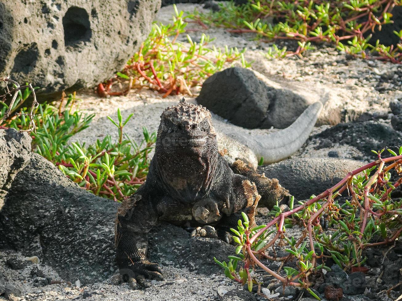 iguana marina, ecuador foto