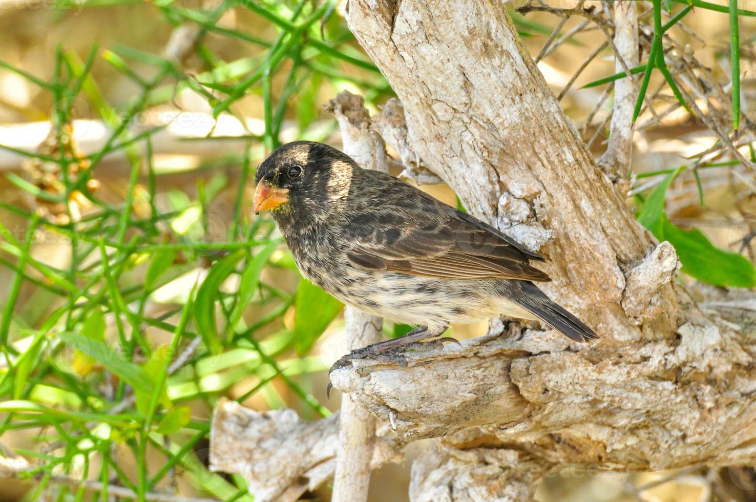 A Darwin Finch photo