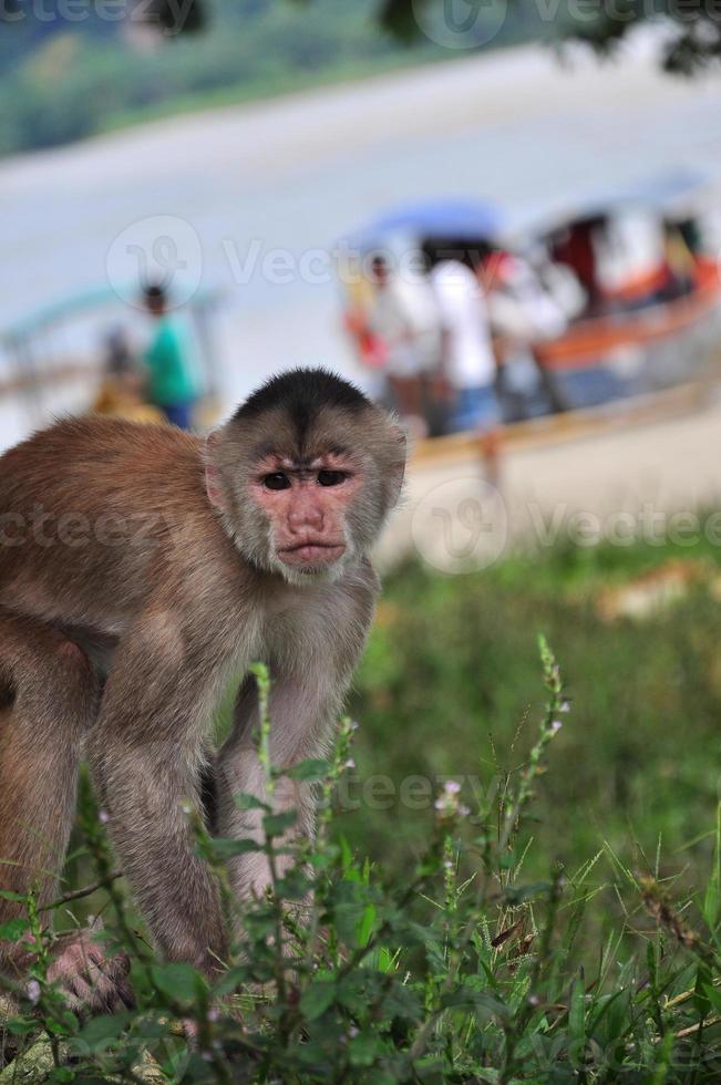 A monkey in the amazon jungle photo