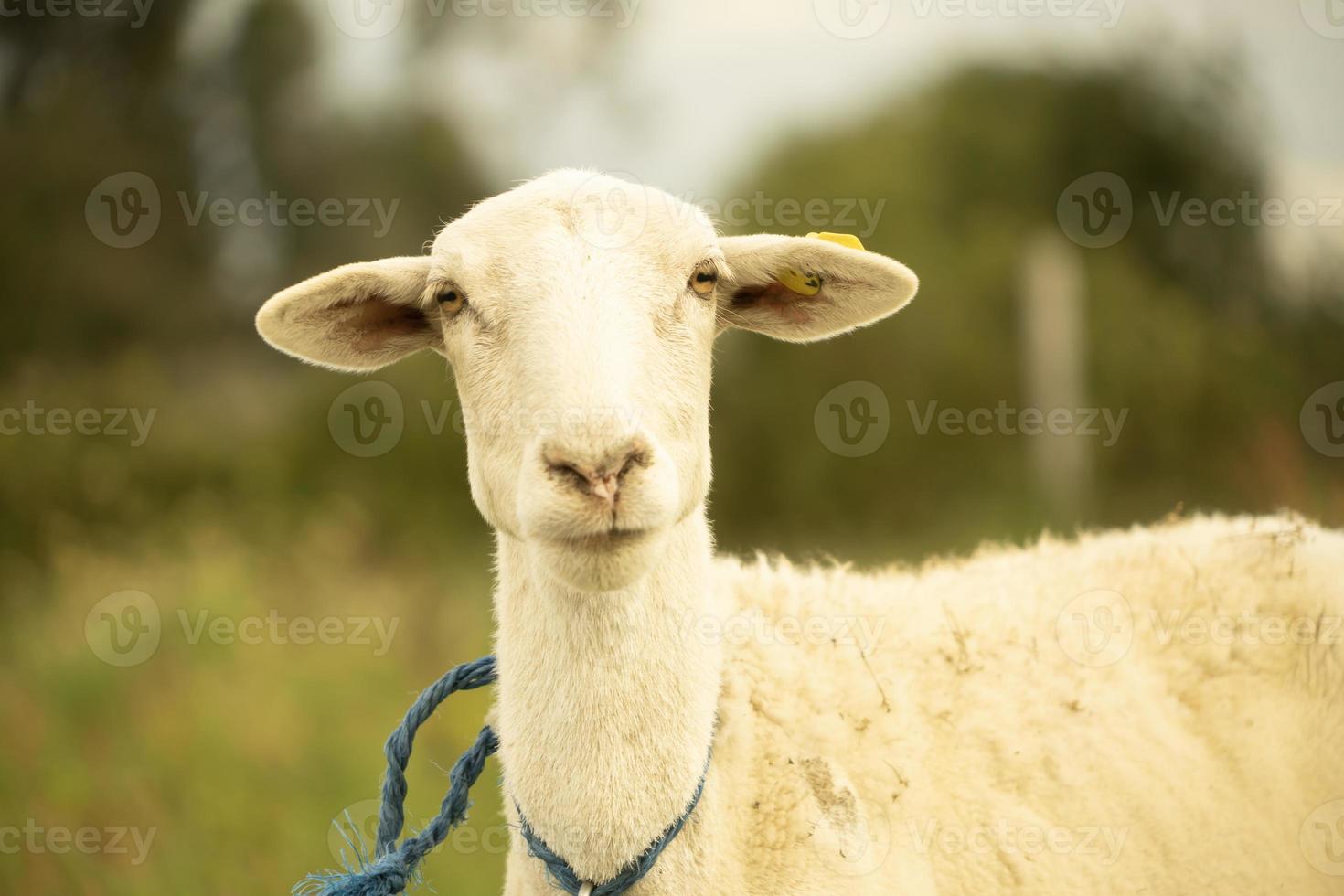 ovejas en un campo foto