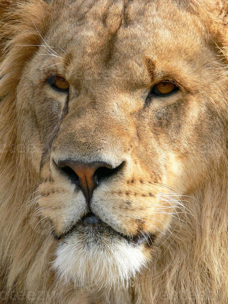 A majestic lion sitting on a wooden platform photo