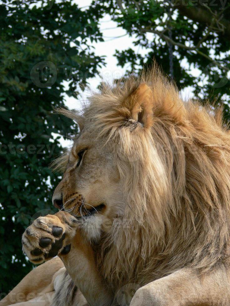 A majestic lion sitting on a wooden platform photo