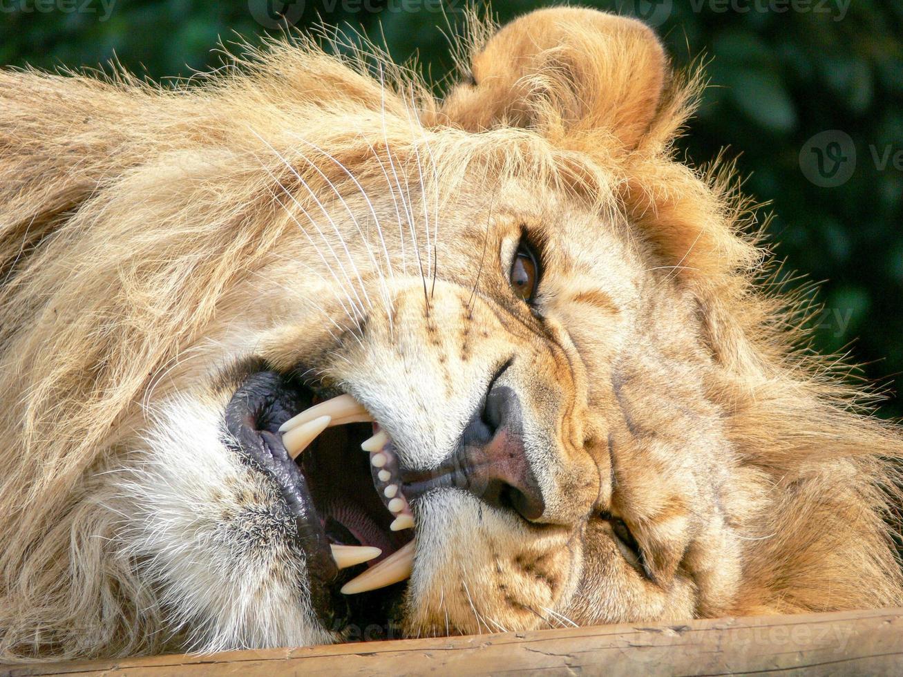 A majestic lion sitting on a wooden platform photo