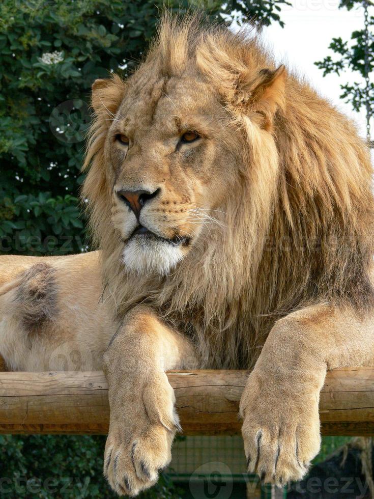 A majestic lion sitting on a wooden platform photo