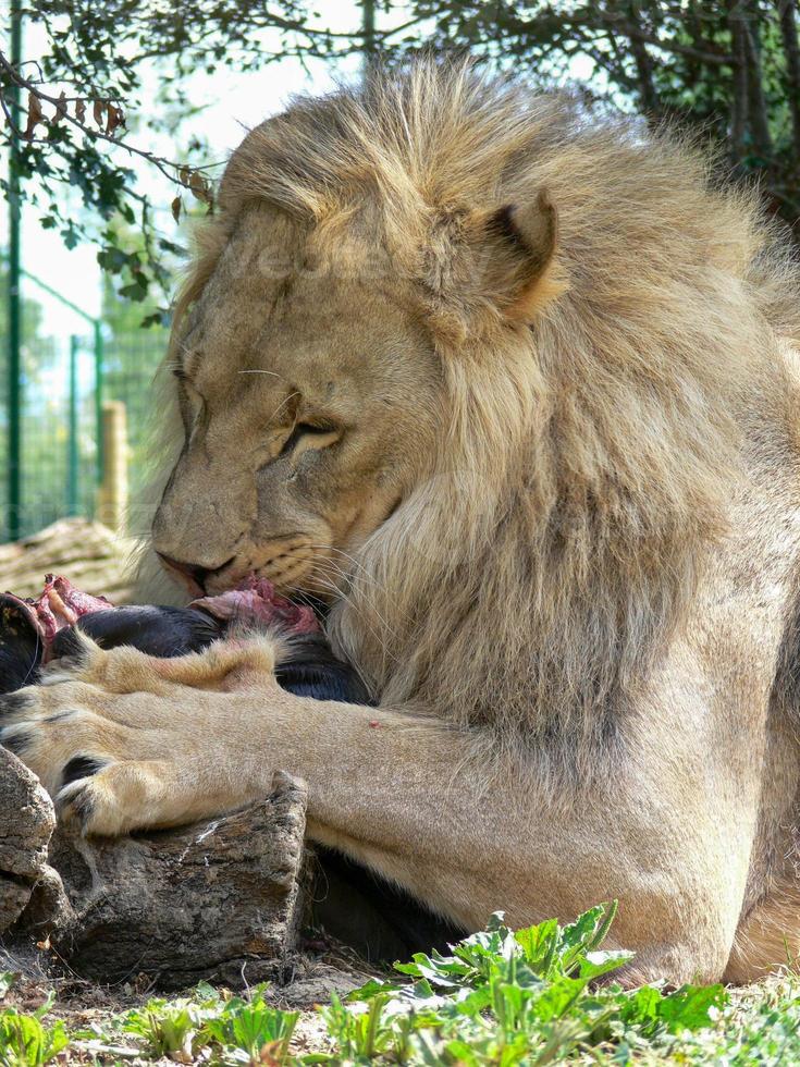 un solo león macho comiendo foto