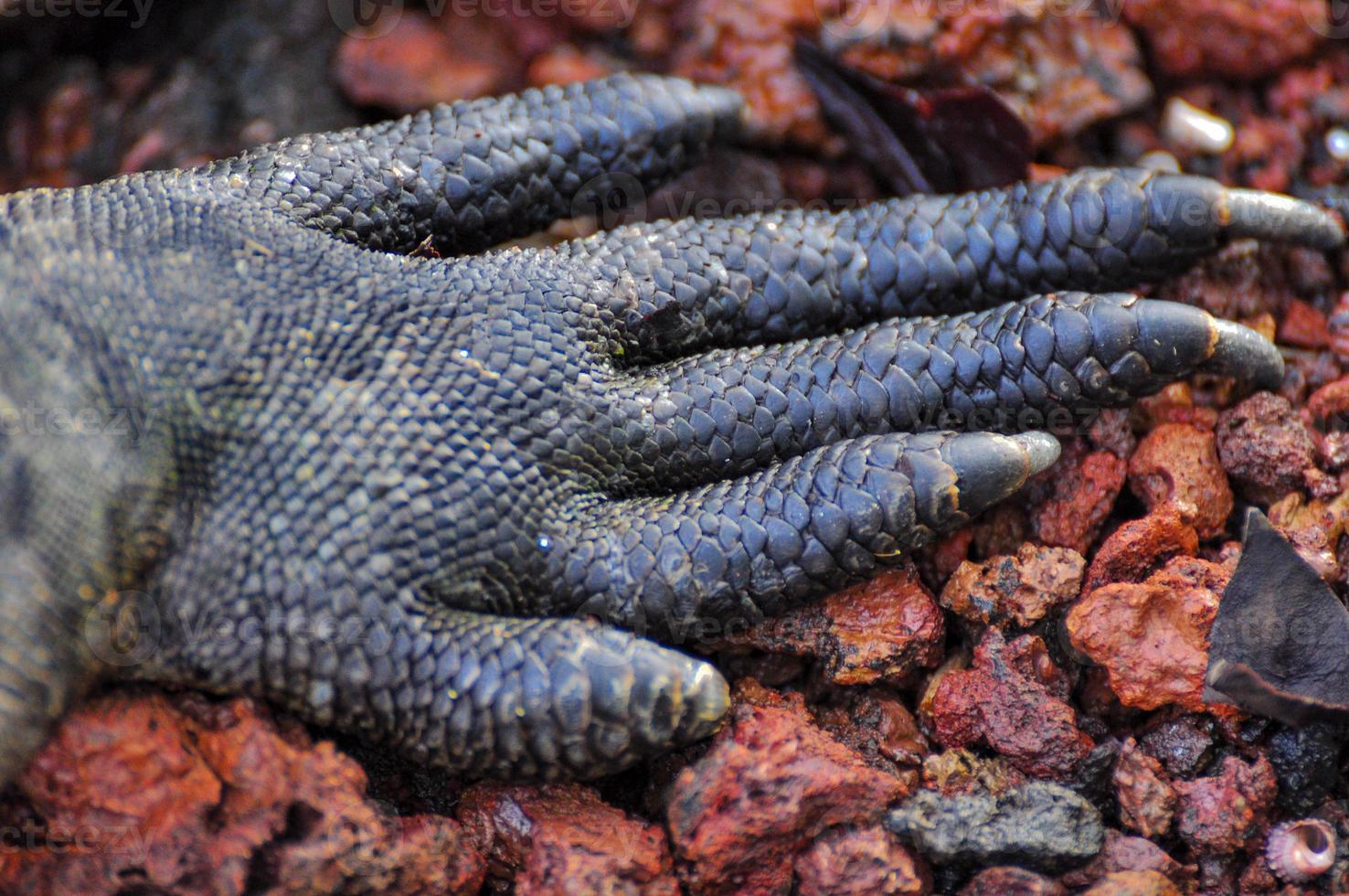 iguana foot, Galapagos, Ecuador photo