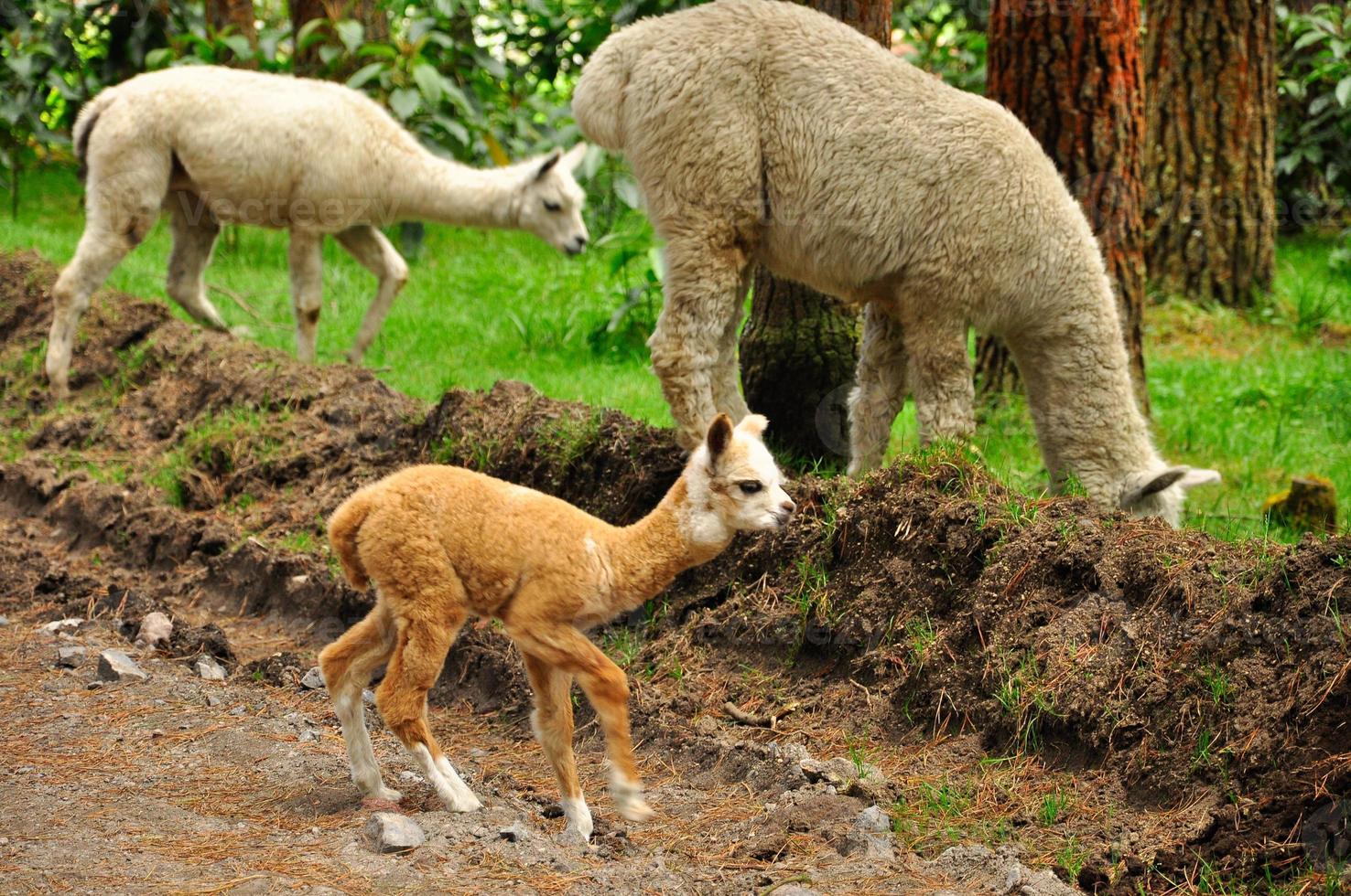 Alpaca in a forest6 photo