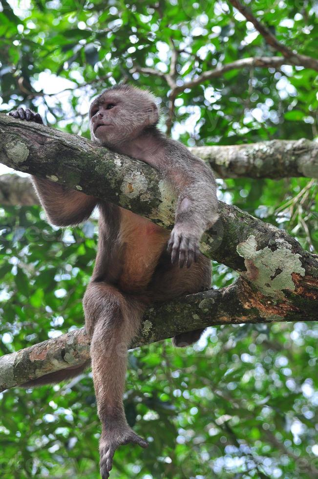 A monkey in the amazon jungle photo