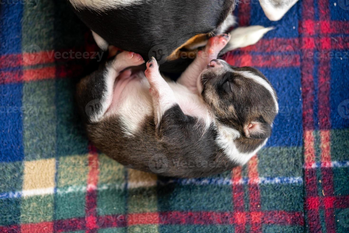 A two week old puppy photo