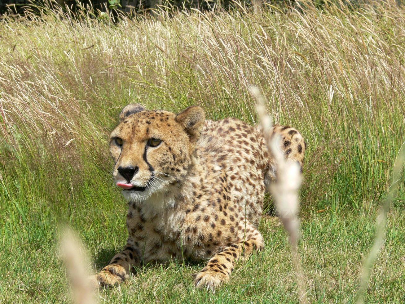 Cheetah in a zoo environment photo